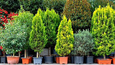 Selección variada de plantas y árboles frutales en vivero